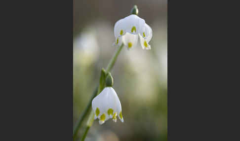 Frühlings-Knotenblume (Leucojum vernum)