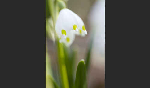 Frühlings-Knotenblume (Leucojum vernum)