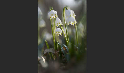 Frühlings-Knotenblume (Leucojum vernum)