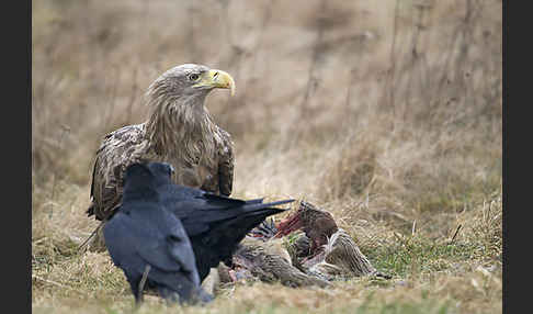 Kolkrabe (Corvus corax)