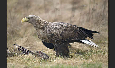 Seeadler (Haliaeetus albicilla)