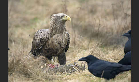 Kolkrabe (Corvus corax)