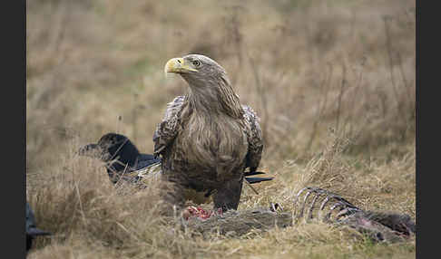 Seeadler (Haliaeetus albicilla)