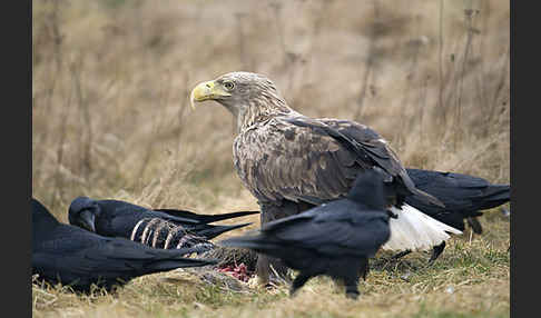 Kolkrabe (Corvus corax)