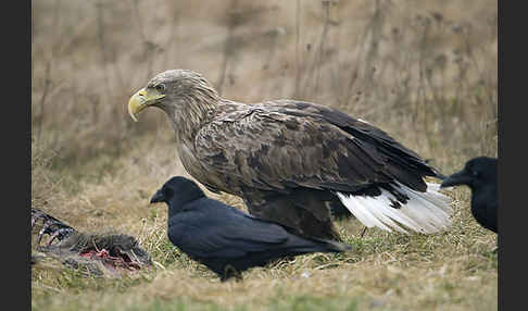 Kolkrabe (Corvus corax)