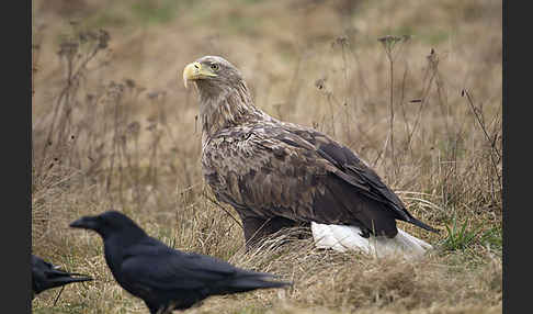 Kolkrabe (Corvus corax)