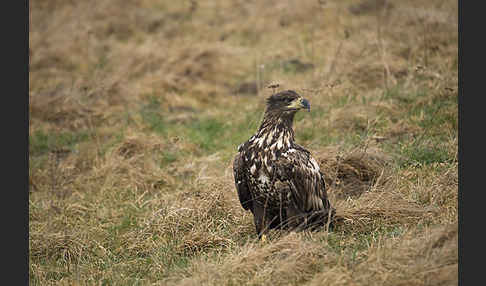 Seeadler (Haliaeetus albicilla)