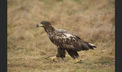 Seeadler (Haliaeetus albicilla)