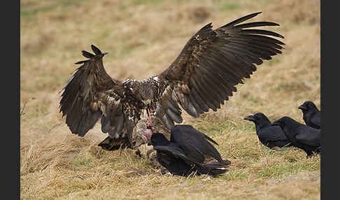 Kolkrabe (Corvus corax)