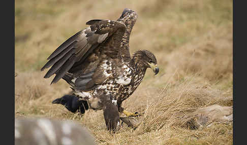 Seeadler (Haliaeetus albicilla)