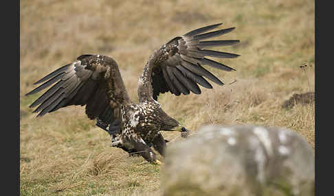 Seeadler (Haliaeetus albicilla)