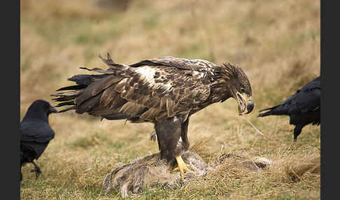 Kolkrabe (Corvus corax)