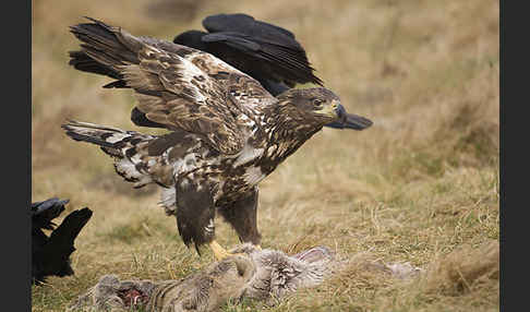 Kolkrabe (Corvus corax)