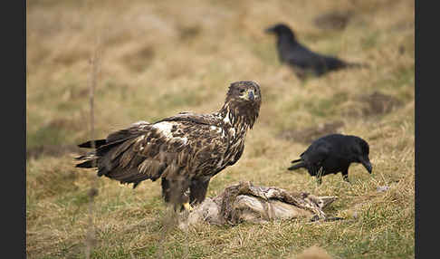 Kolkrabe (Corvus corax)