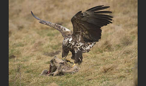 Seeadler (Haliaeetus albicilla)