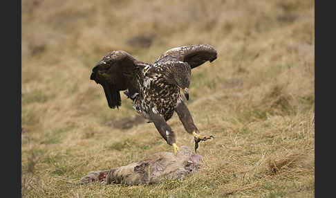 Seeadler (Haliaeetus albicilla)