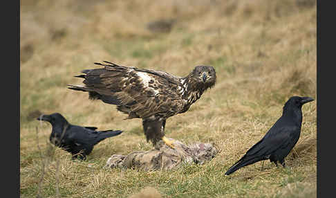 Kolkrabe (Corvus corax)