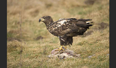 Seeadler (Haliaeetus albicilla)