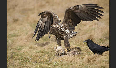 Kolkrabe (Corvus corax)