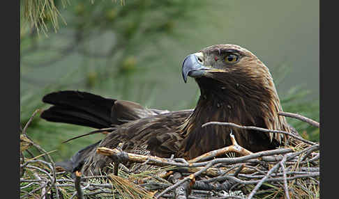 Steinadler (Aquila chrysaetos)