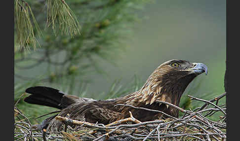 Steinadler (Aquila chrysaetos)