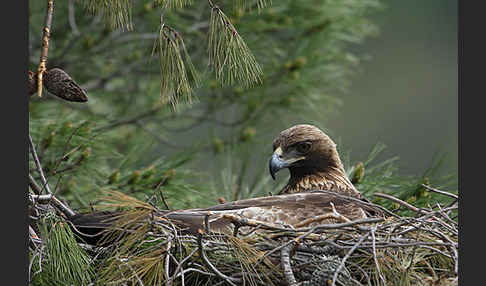 Steinadler (Aquila chrysaetos)