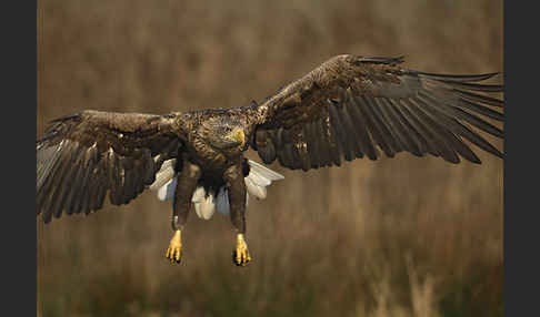 Seeadler (Haliaeetus albicilla)