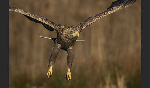 Seeadler (Haliaeetus albicilla)