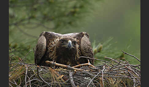 Steinadler (Aquila chrysaetos)