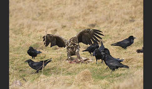 Kolkrabe (Corvus corax)