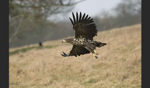 Seeadler (Haliaeetus albicilla)