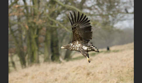 Seeadler (Haliaeetus albicilla)