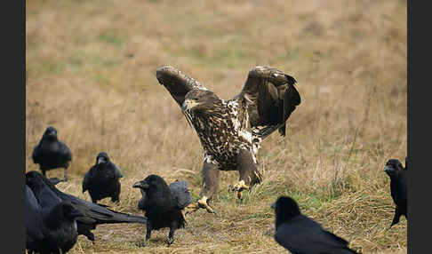 Kolkrabe (Corvus corax)