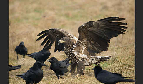 Kolkrabe (Corvus corax)