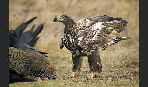 Kolkrabe (Corvus corax)