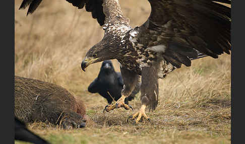 Kolkrabe (Corvus corax)