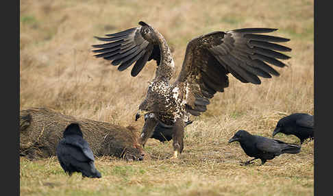 Kolkrabe (Corvus corax)