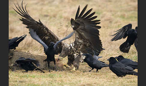 Kolkrabe (Corvus corax)