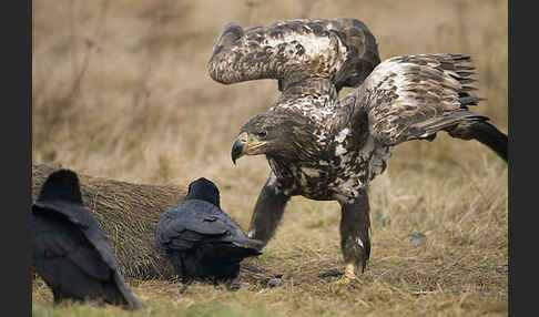 Kolkrabe (Corvus corax)