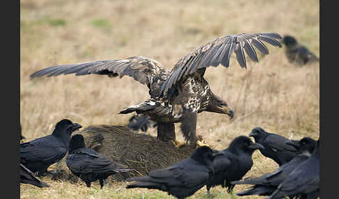 Kolkrabe (Corvus corax)