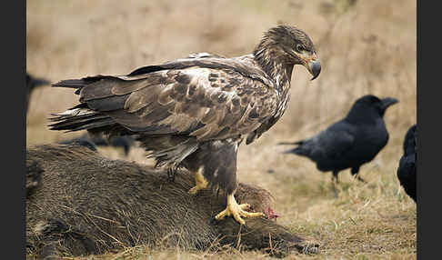 Kolkrabe (Corvus corax)