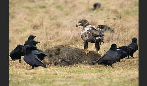 Kolkrabe (Corvus corax)