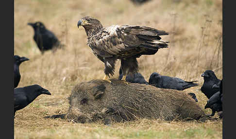 Kolkrabe (Corvus corax)