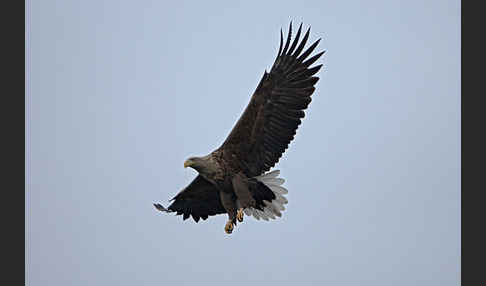 Seeadler (Haliaeetus albicilla)