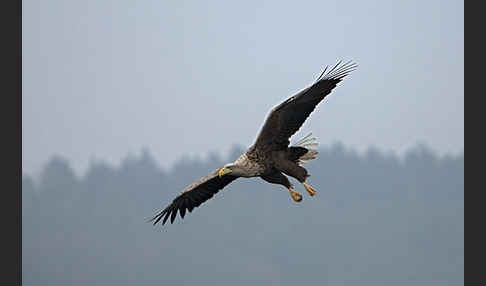 Seeadler (Haliaeetus albicilla)