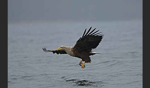 Seeadler (Haliaeetus albicilla)