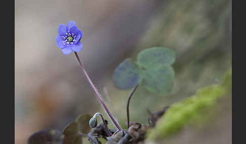 Leberblümchen (Hepatica nobilis)