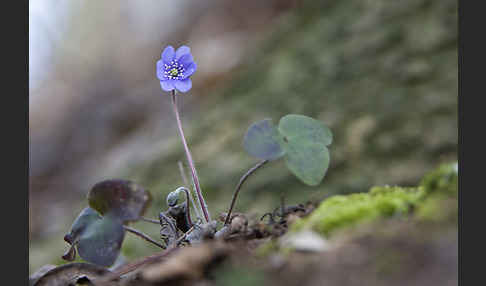 Leberblümchen (Hepatica nobilis)