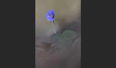 Leberblümchen (Hepatica nobilis)