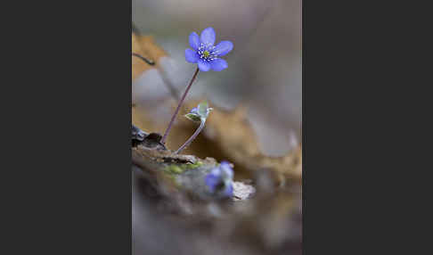 Leberblümchen (Hepatica nobilis)